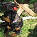 #rottweiler #rottka #fundacja #adopcje