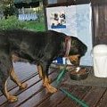 #rottweiler #rottka #fundacja #adopcje