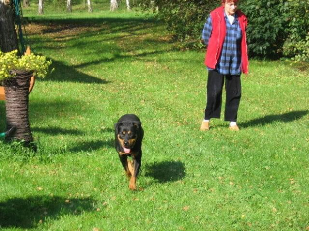 #rottweiler #rottka #fundacja #adopcje