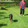 #rottweiler #rottka #fundacja #adopcje