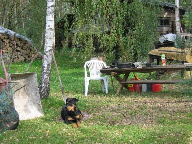 #rottweiler #rottka #fundacja #adopcje