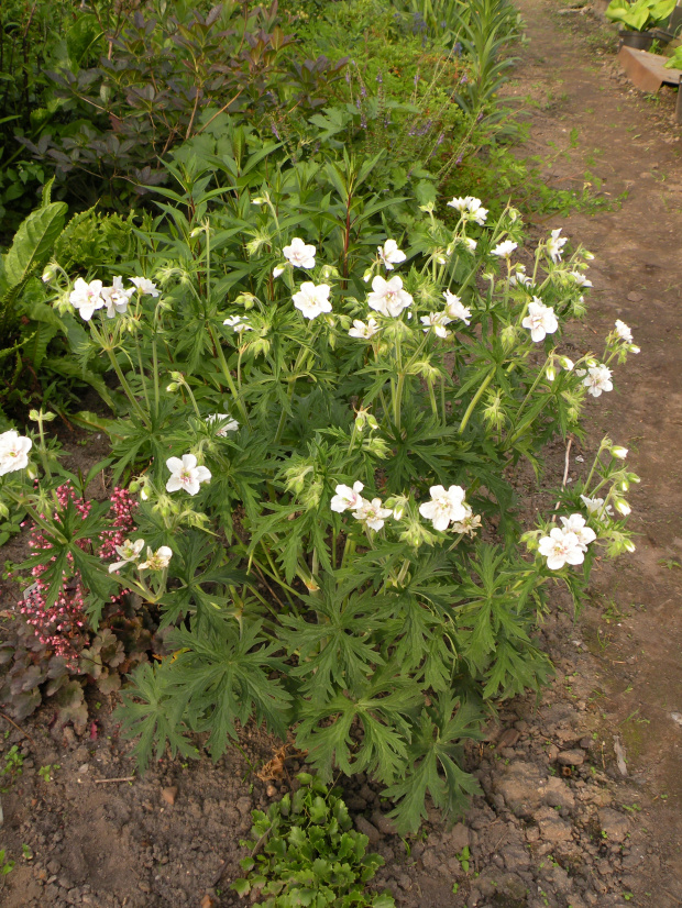 Geranium 'Ponk Spice'