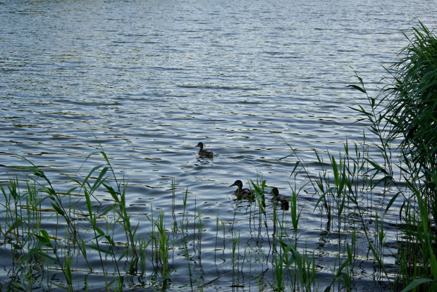 #zalew #kaczki #trzciny #woda