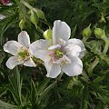 Geranium 'Ponk Spice'