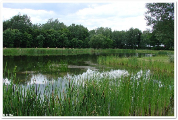 Zespół pałacowy otacza park angielski o pow. 15 ha. Znajdują się tu stawy, pomniki przyrody oraz wiele oryginalnych drzew posadzonych na pocz. XX w. (np. daglezja, skrzydłorzech kaukaski, tulipanowiec amerykański). #TURZNO #PAŁACE #PARKI