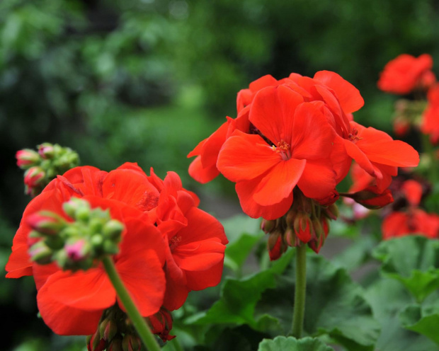 Pelargonie w ognistej czerwieni.