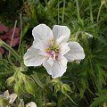 Geranium 'Ponk Spice'