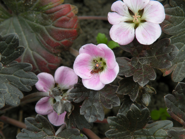 Geranium ...