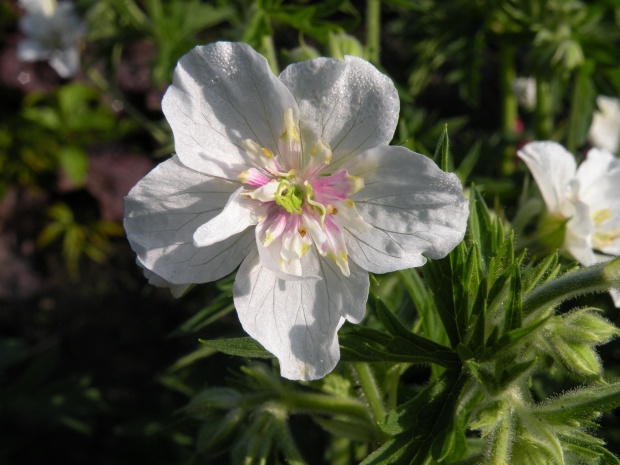 Geranium ?