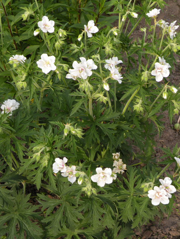 Geranium 'Ponk Spice'