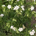 Geranium 'Ponk Spice'