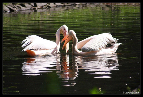 Pelikanowa miłość...