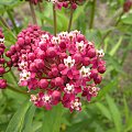 Asclepias incarnata