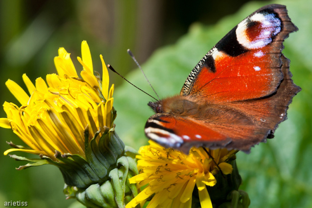 Motylek... #motyl #owady #makro #natura #fauna #arietiss