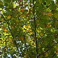 Nice... #jesień #liście #drzewa #las #natura #flora #arietiss