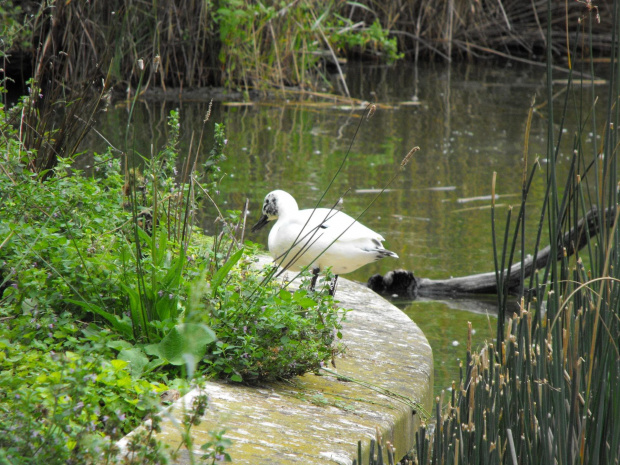 Wiedeń, sierpień 2010