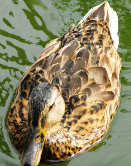 Wiedeń, sierpień 2010