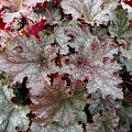 Heuchera 'Stormy Seas'