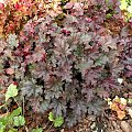 Heuchera 'Stormy Seas'