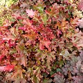 Heuchera 'Marmalade'