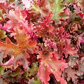 Heuchera 'Marmalade'