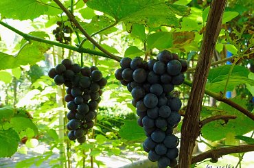 jesiennie ...
wracam za kilka dni ... pozdrawiam Was serdecznie ... :)) #owoce #winogrona #ogród #jesień