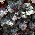 'Cinnabar Silver'