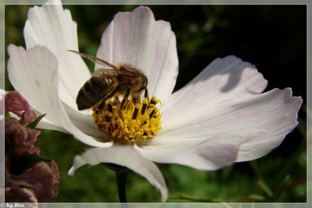 #pszczoły #owady #ogród