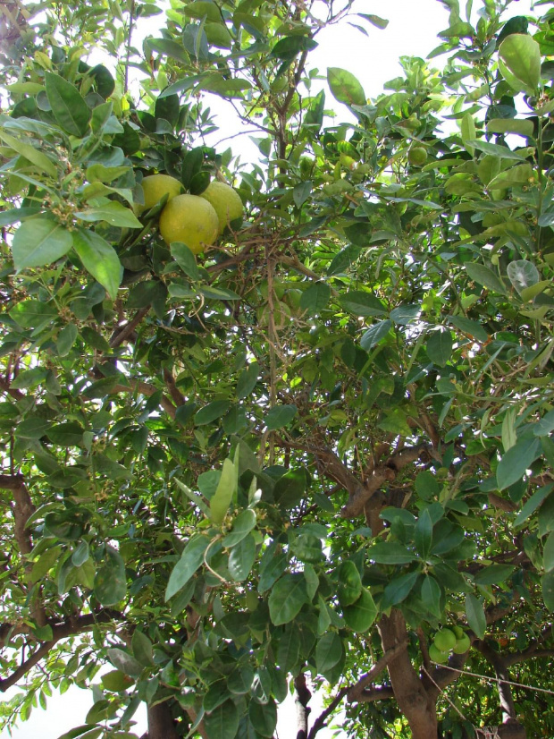 Malia na Krecie z cytynami i mandarynkami na drzewach #Kreta #wyspa #morze #zatoka #Mirambellou #jezioro #slodkie #Voulismeni #kaczki #ocean #wakacje #kolory #odbicia #jachty