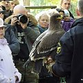 Pokaz ptaków drapieznych.