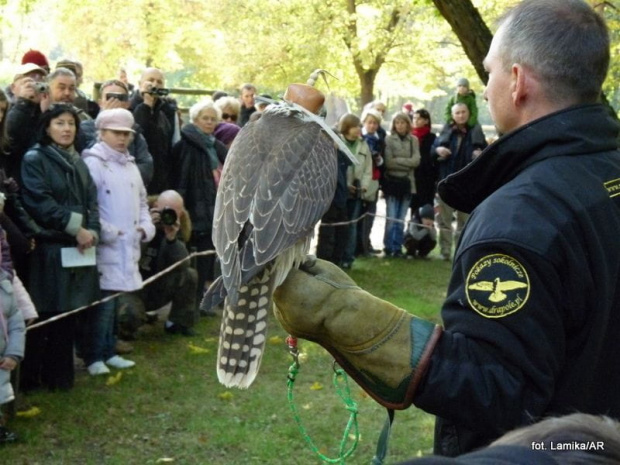 Pokaz ptaków drapieznych.