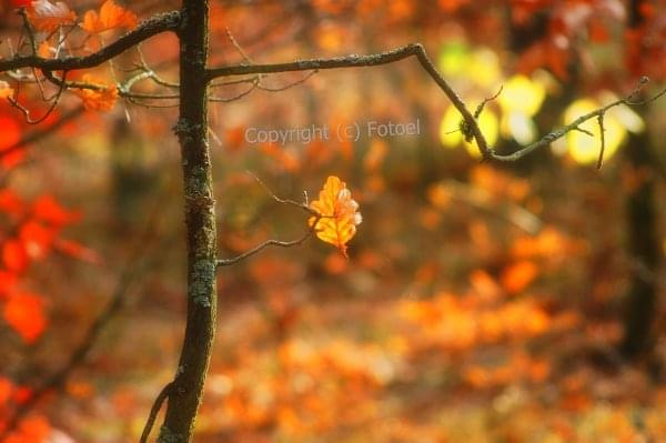 żółty jesienny liść ...