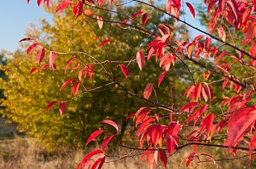 Jesienią malowane... #jesień #natura #flora #drzewo #liść #arietiss