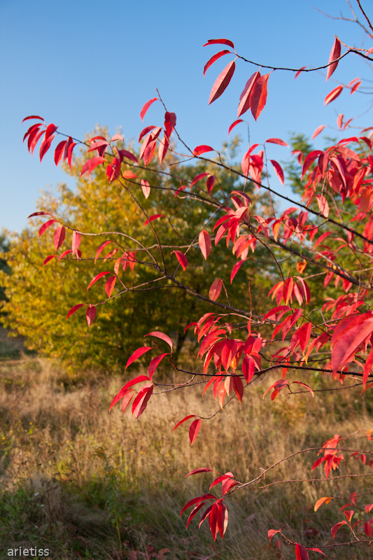 Jesienią malowane... #jesień #natura #flora #drzewo #liść #arietiss