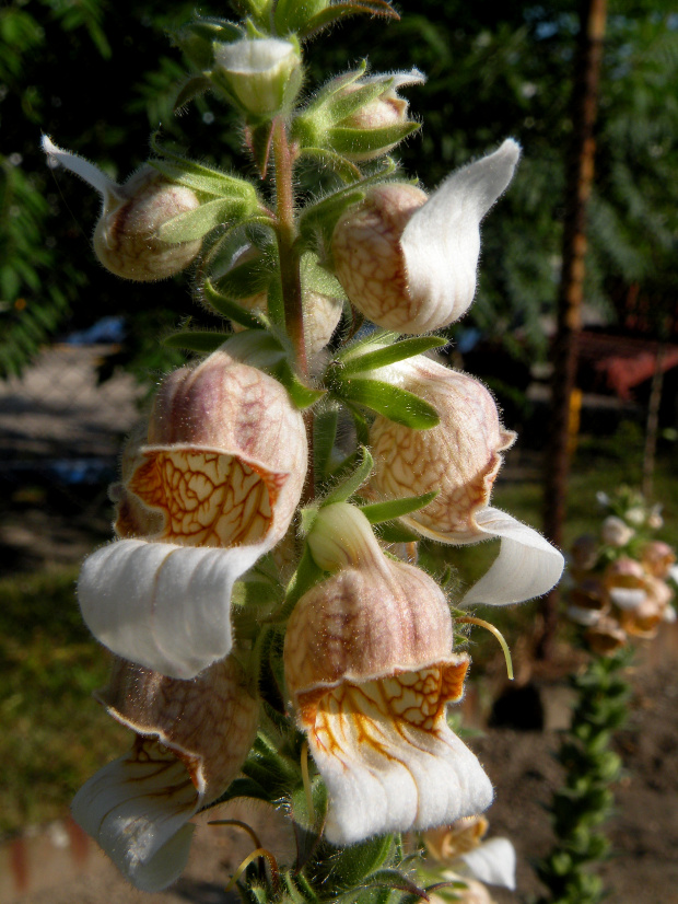 Digitalis lanata