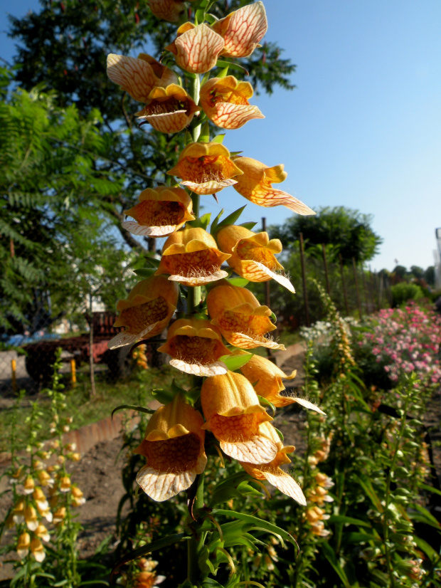 Digitalis laevigata