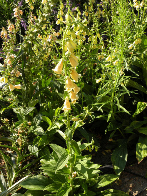 Digitalis ambigua