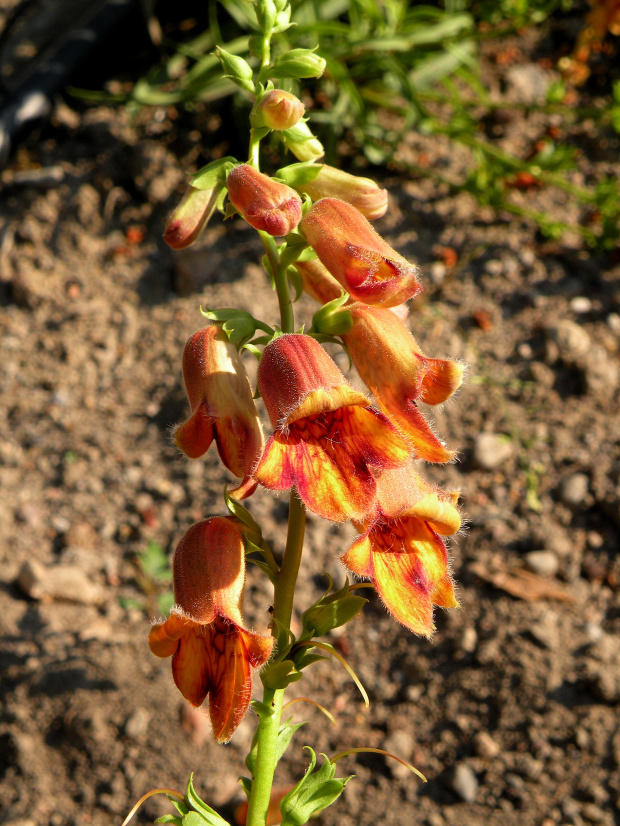 DIGITALIS obscura - lipiec 2010