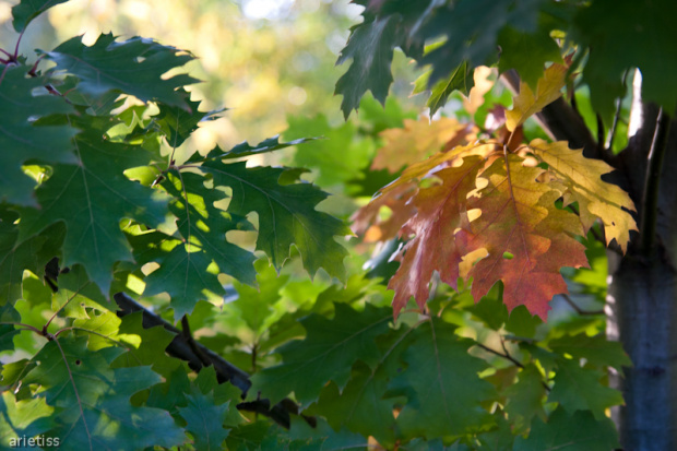 Jesienią malowane... #jesień #natura #flora #drzewo #liść #arietiss