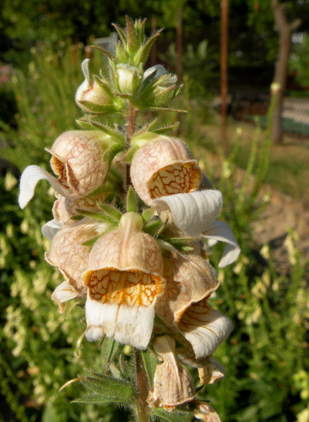 Digitalis lanata