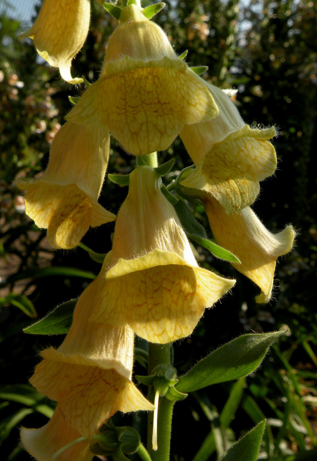 Digitalis ambigua