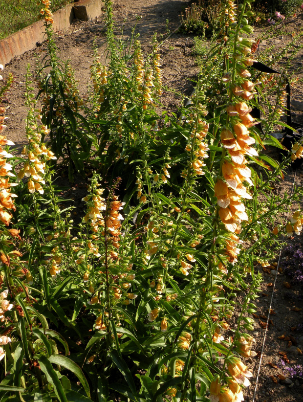 Digitalis laevigata