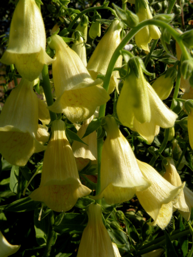 Digitalis ambigua