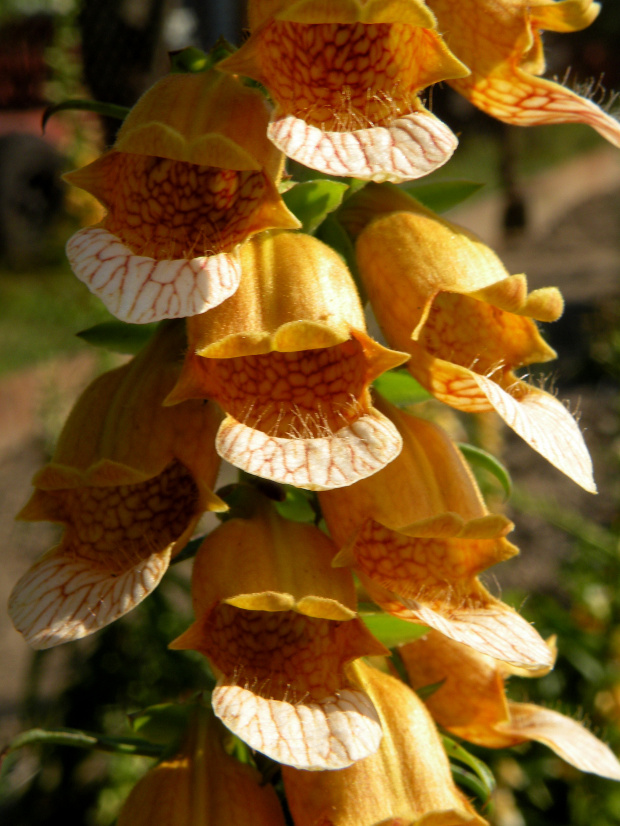 Digitalis laevigata