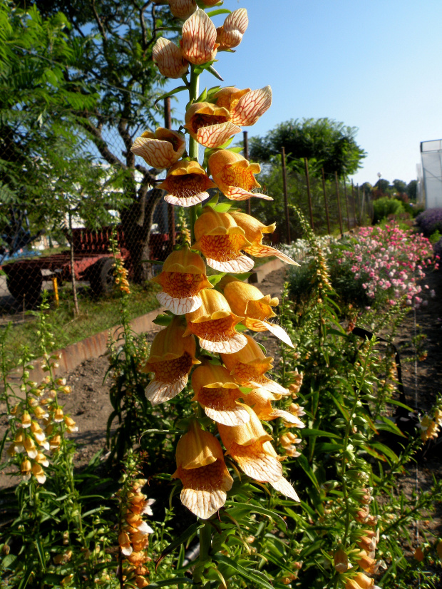 Digitalis laevigata