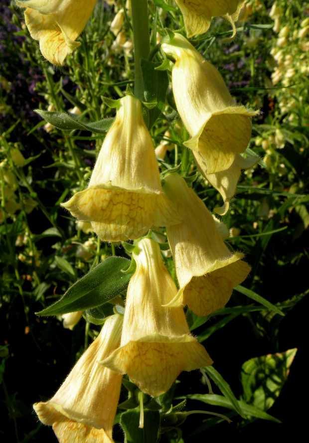 Digitalis ambigua