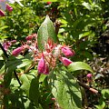 Kolkwitzia amabilis 'Pink Cloud'