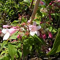 Kolkwitzia amabilis 'Pink Cloud'