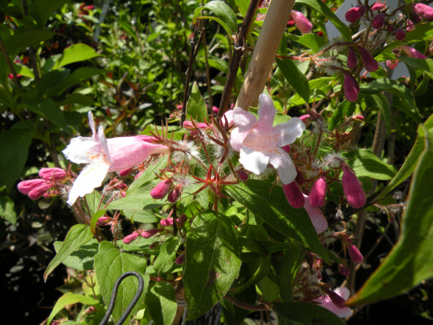 Kolkwitzia amabilis 'Pink Cloud'