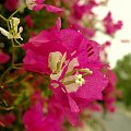 Pięknie kwiaty
Wspomnienia z Krety. 09.2010r #AghiaPelagia #Kreta #wyspa #Grecja